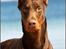 Dobermann Master Mia V Masterhof