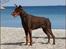 Dobermann Master Mia V Masterhof