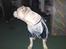 Amerikansk staffordshire terrier neo