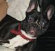 Fransk bulldog Bella