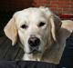 Golden retriever Sea Pimpernel Paperboy