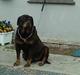 Rottweiler Ozzy *R.I.P*
