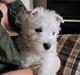 West highland white terrier Theis