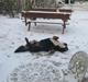 Berner sennenhund max