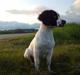 Field Trial spaniel Kirkeskovens Aiko