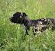 Staffordshire bull terrier Chili