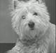 West highland white terrier Nikki †