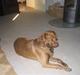 Labrador retriever Buster R.I.P