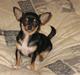 Chihuahua Mexi Bonita (Mini)