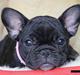 Fransk bulldog Zecudas Living Doll