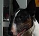 Bullterrier Kayley