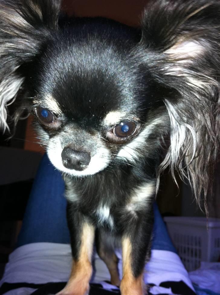 Chihuahua Kiwi - Nu er hun blevet 1½ år billede 1