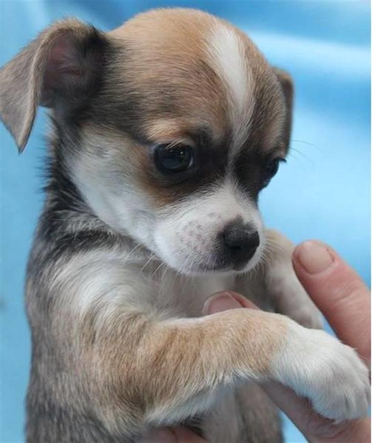 Blanding af racer Basse billede 1