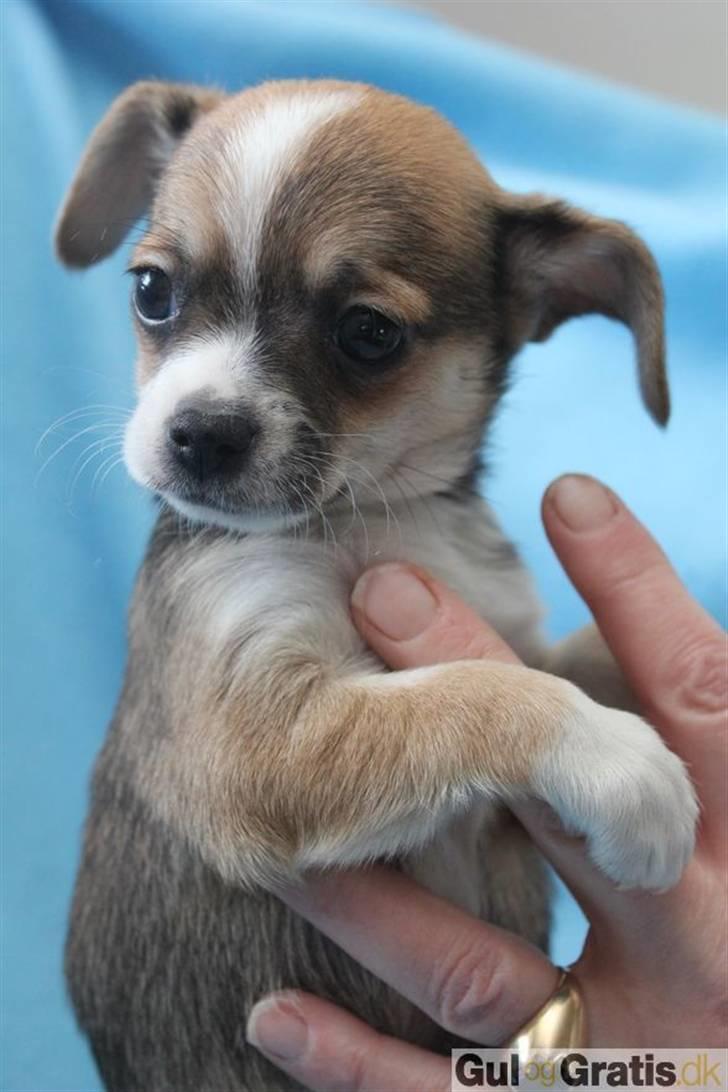 Blanding af racer Basse billede 2