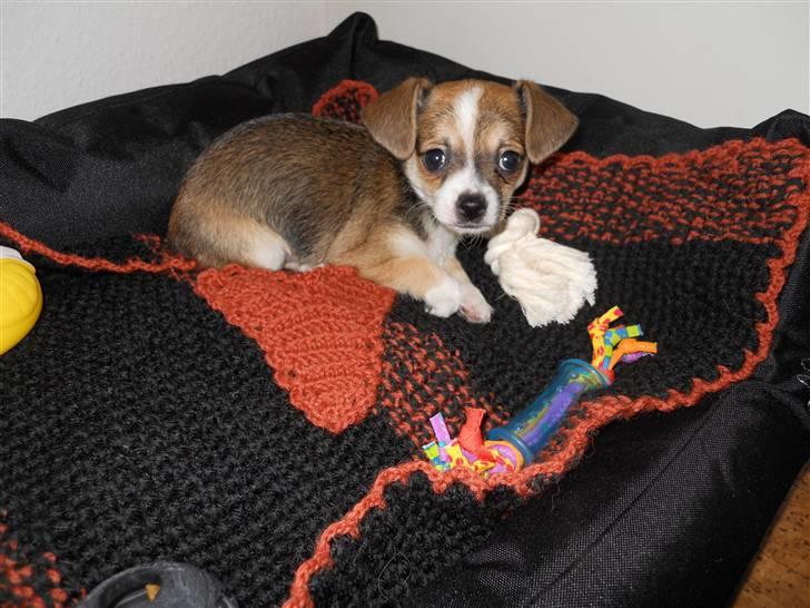 Blanding af racer Basse billede 3