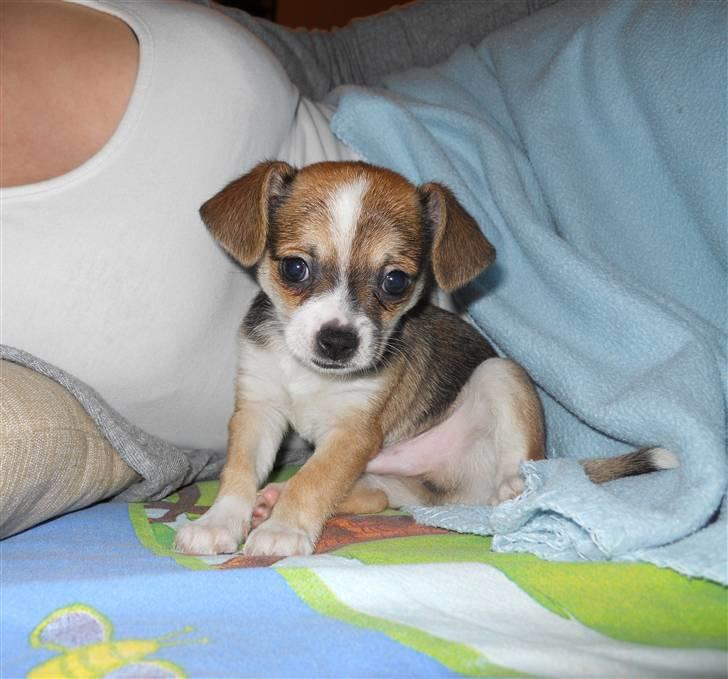 Blanding af racer Basse billede 4