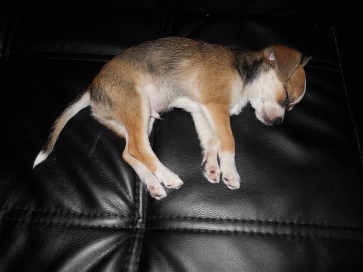 Blanding af racer Basse billede 5