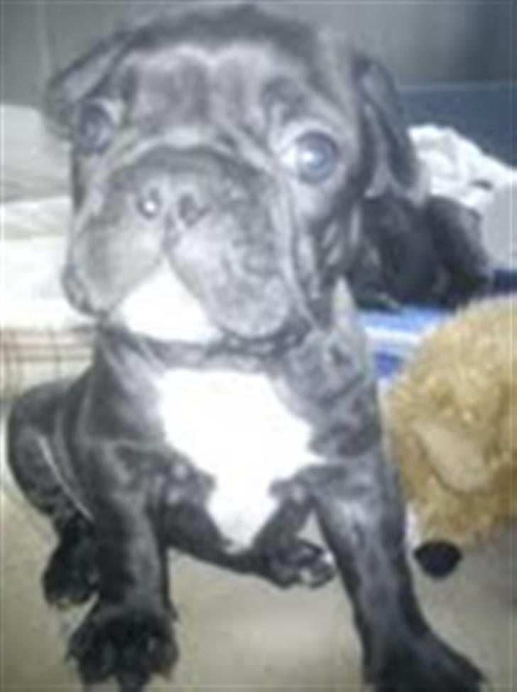 Fransk bulldog Carlos billede 5