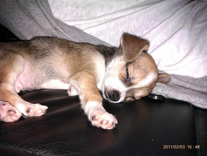 Blanding af racer Basse billede 6