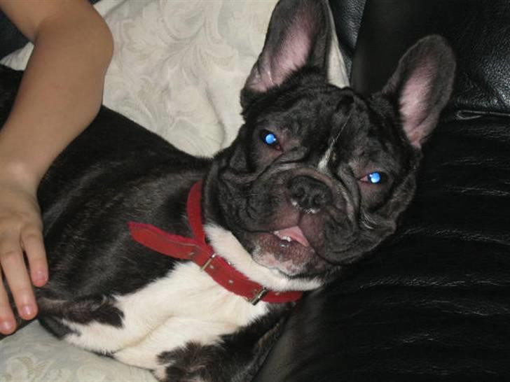 Fransk bulldog Bella billede 1