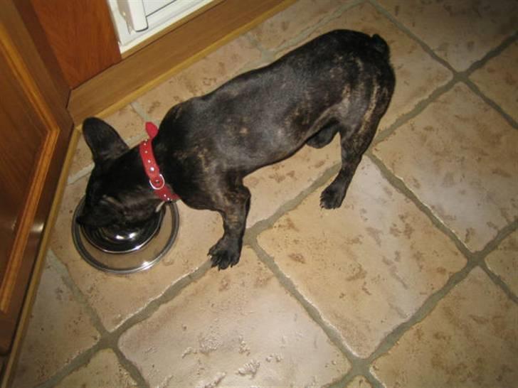 Fransk bulldog Bella billede 2