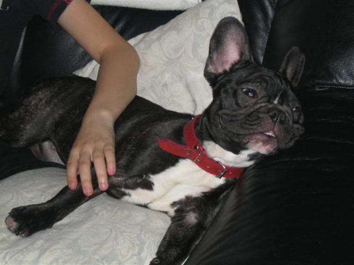 Fransk bulldog Bella billede 3