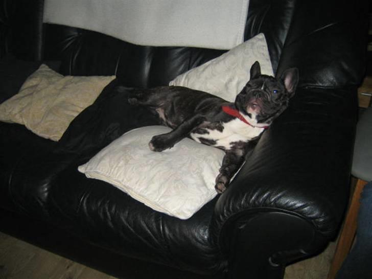 Fransk bulldog Bella billede 4