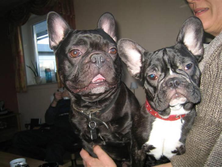 Fransk bulldog Bella - De eneste to :) billede 5