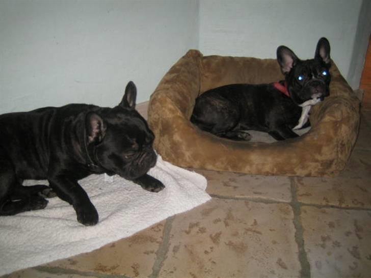 Fransk bulldog Bella - Slappes af skal der også efter dagens leg.. billede 6