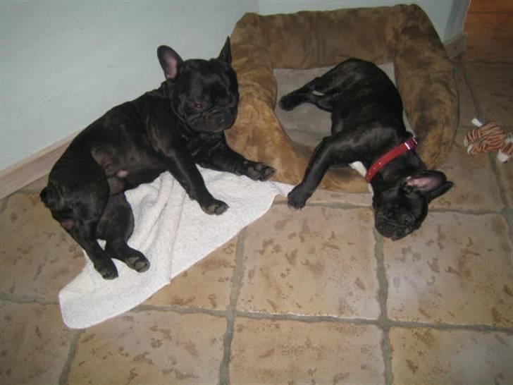 Fransk bulldog Bella - Gulv-varmen er godt for hovedet. :) billede 7