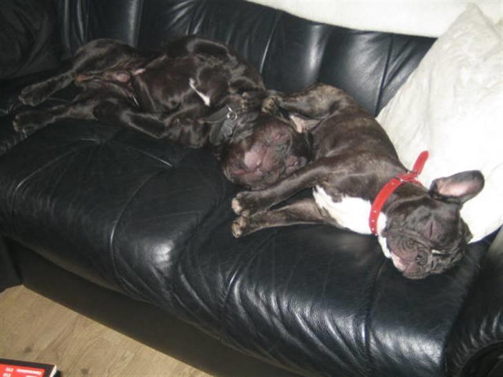 Fransk bulldog Bella - Sofa-sove-tryner :) billede 8