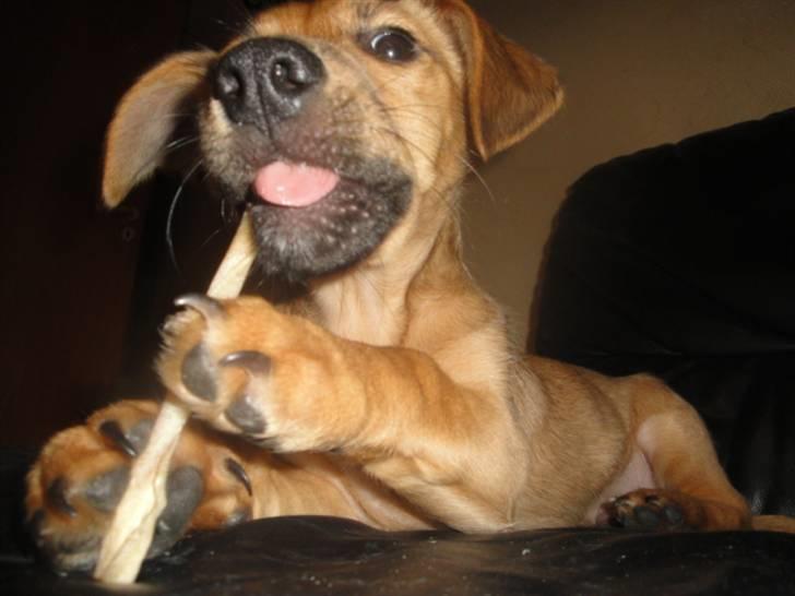 Blanding af racer Kato billede 16