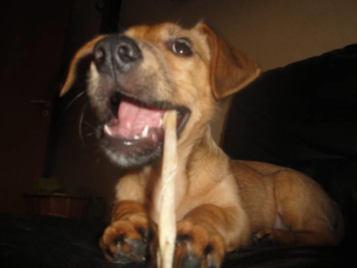 Blanding af racer Kato billede 17