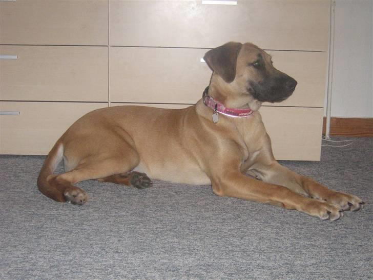 Blanding af racer fie billede 17