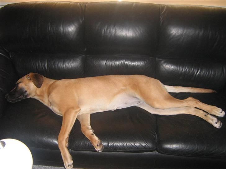 Blanding af racer fie billede 18