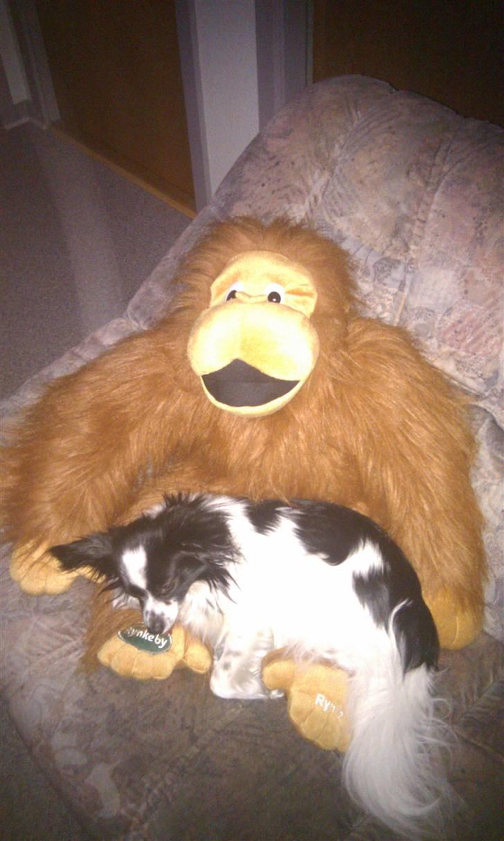 Papillon Sam - Sam er faldet i søvn sammen med rynkeby ;b billede 15