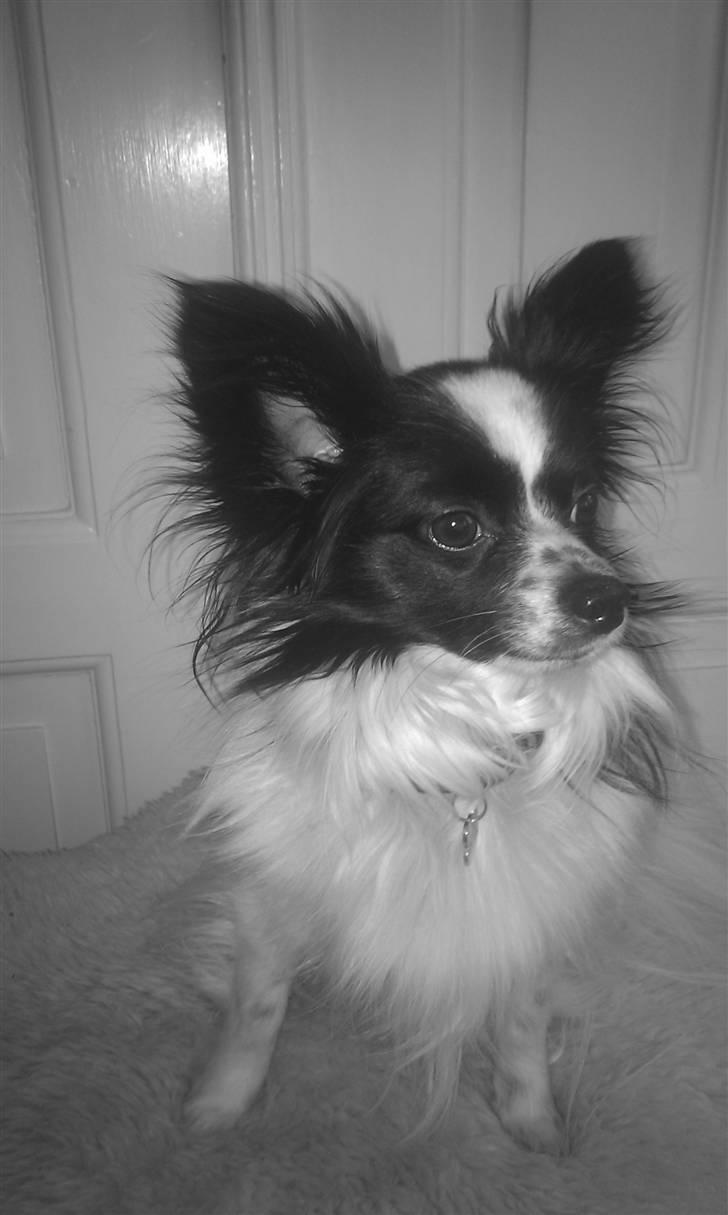 Papillon Sam - 30.03.11  billede 16