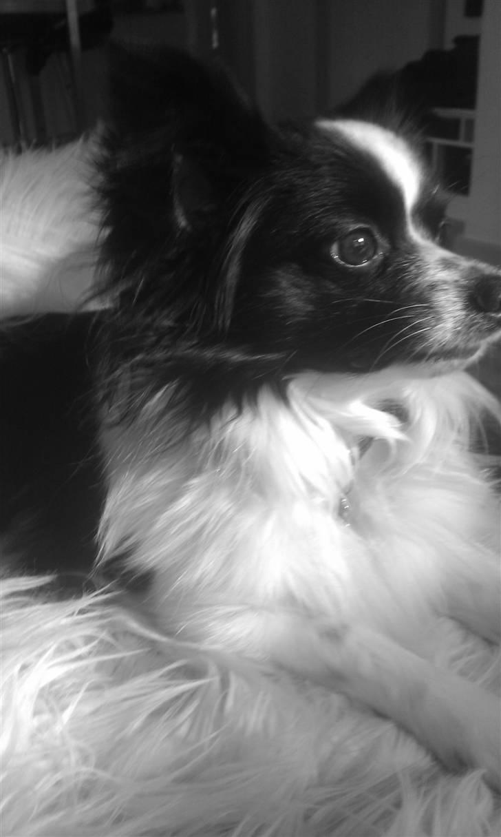 Papillon Sam - 30.03.11  billede 17