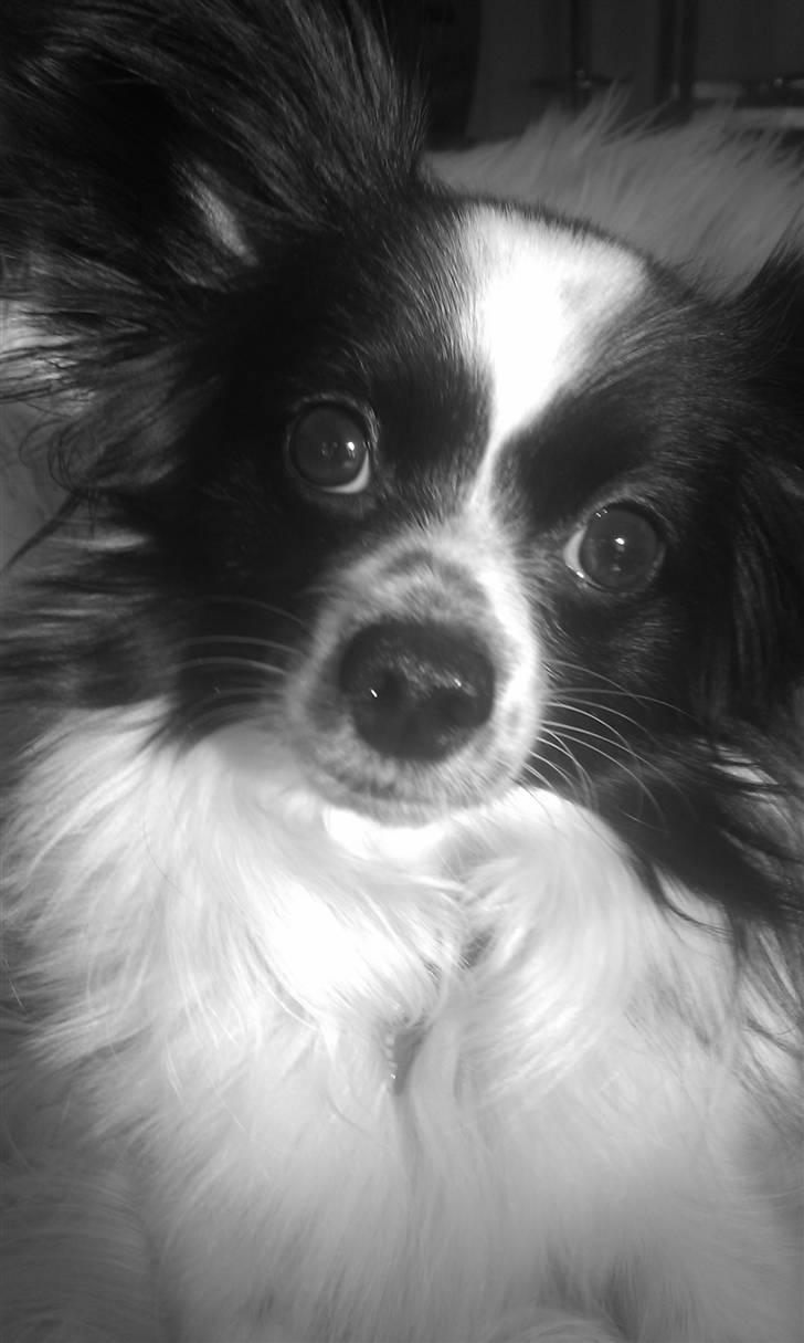 Papillon Sam - 30.03.11  billede 18