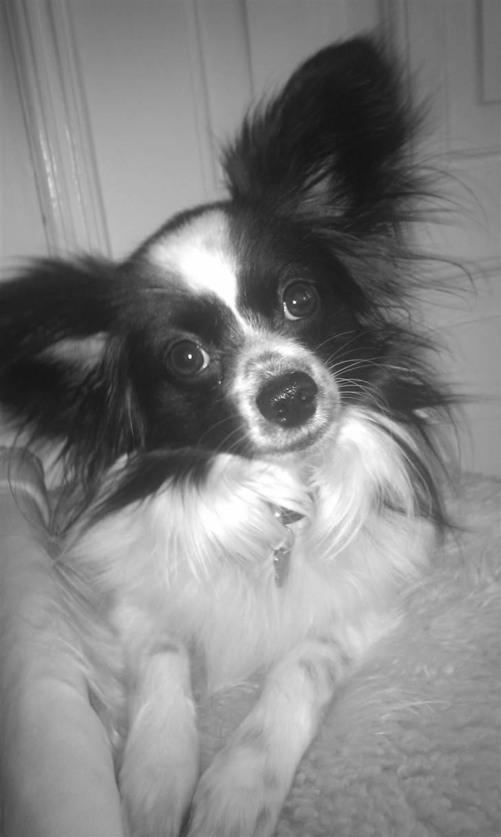 Papillon Sam - 30.03.11  billede 19