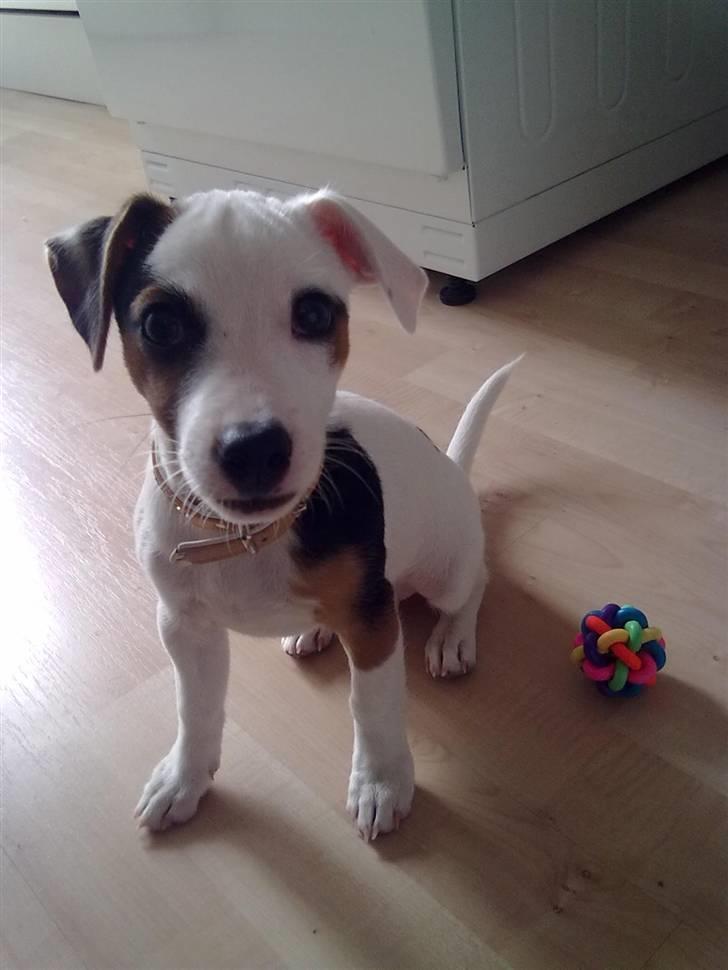 Jack russell terrier Minnie - 14 uger billede 13