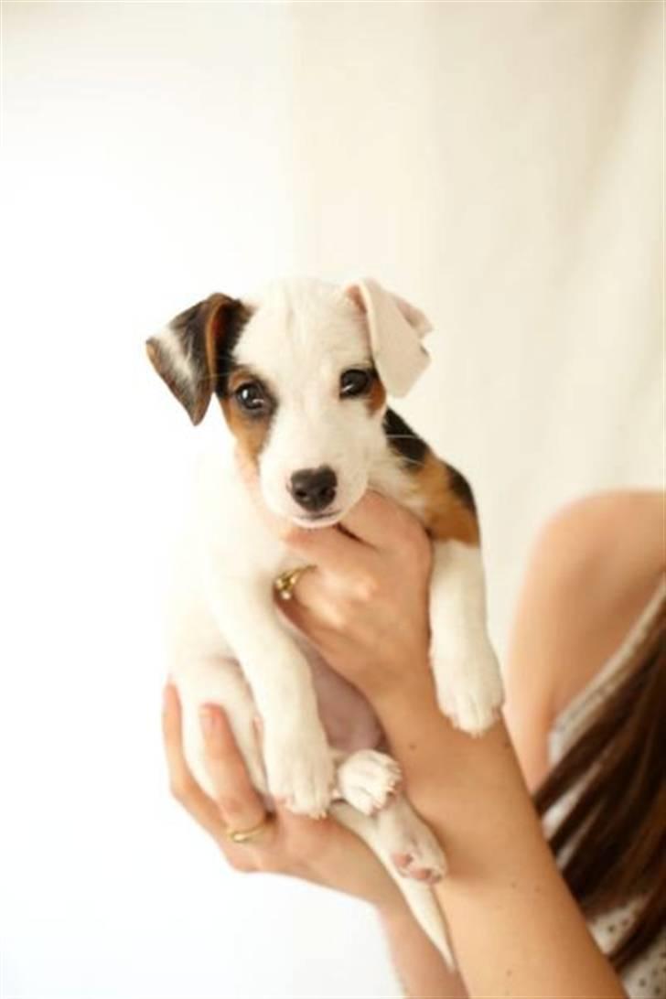 Jack russell terrier Minnie - 12 uger billede 11