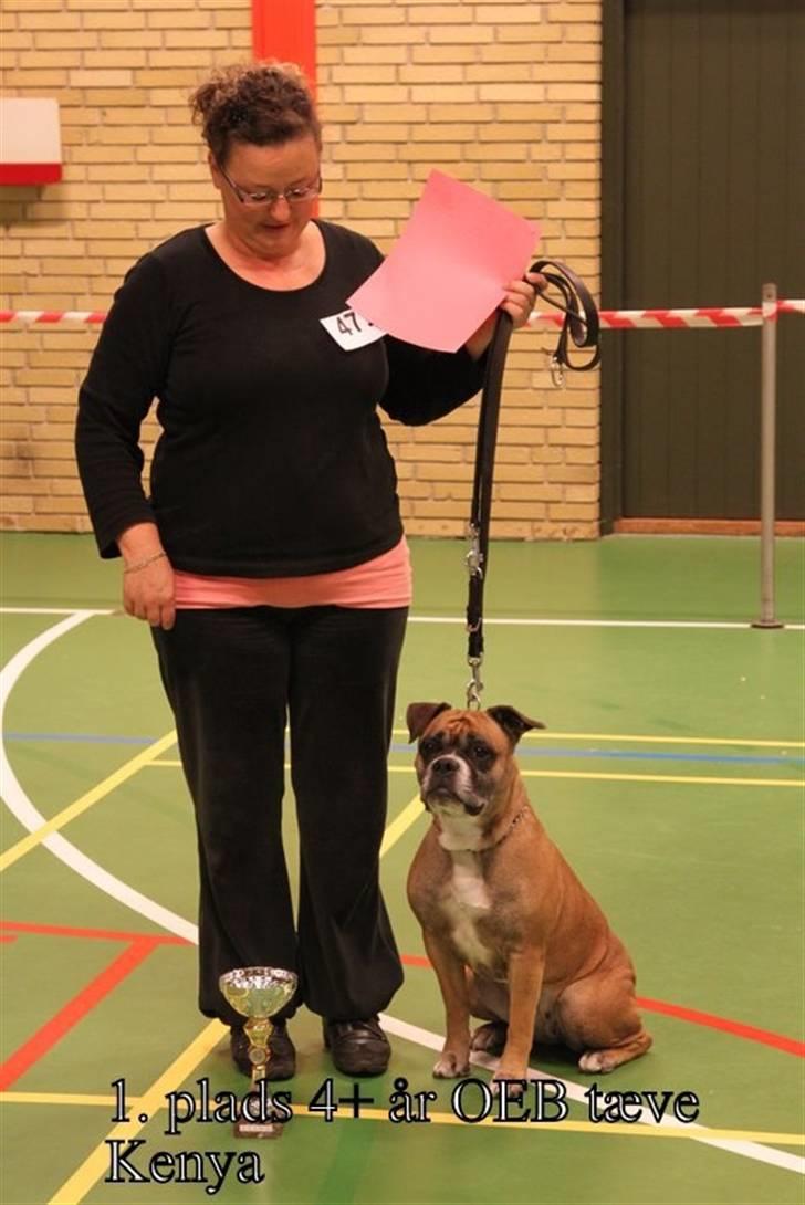 Olde english bulldogge Kenya billede 20