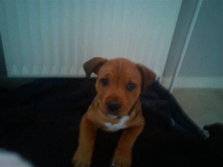 Staffordshire bull terrier Shady  billede 1