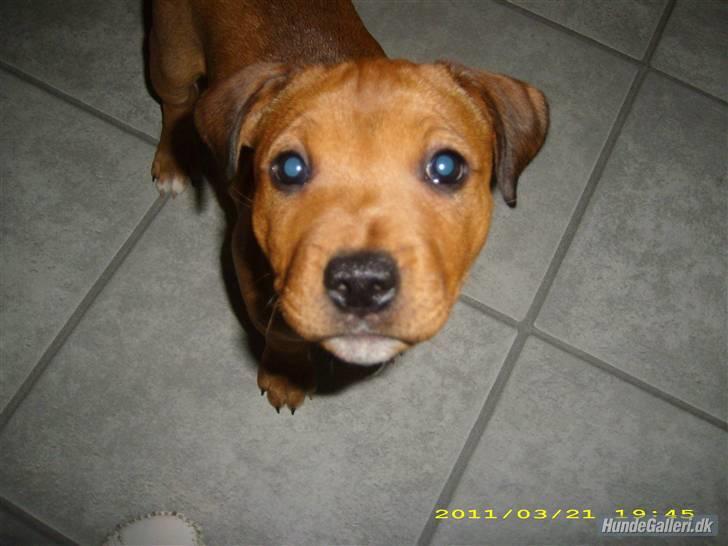 Staffordshire bull terrier Shady  billede 2