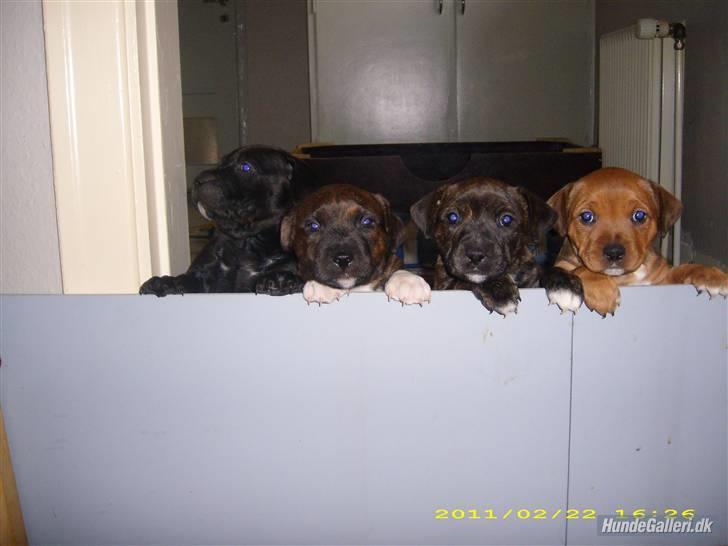 Staffordshire bull terrier Shady  - Shady og hendes søskende billede 3