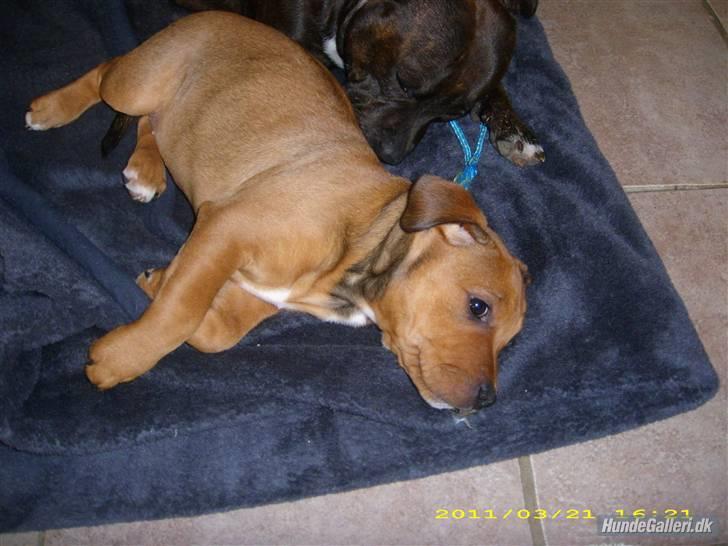 Staffordshire bull terrier Shady  billede 4