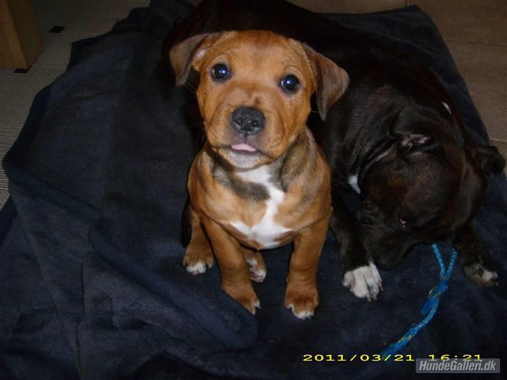 Staffordshire bull terrier Shady  - Jeg ser slet slet ikke fræk ud vel ? :) billede 5