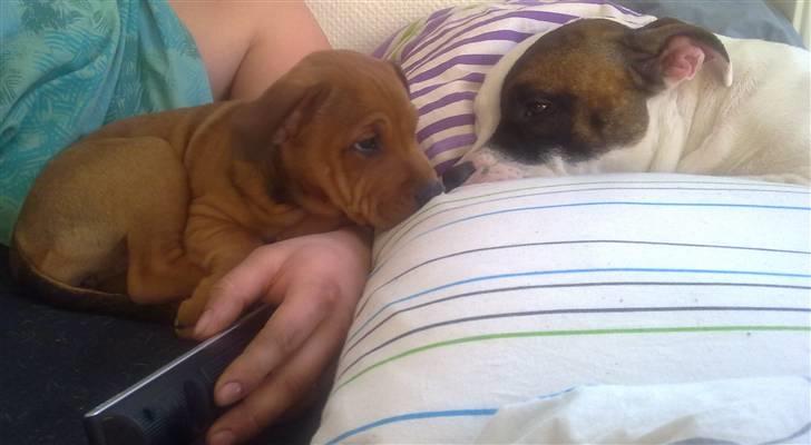 Staffordshire bull terrier Shady  billede 6