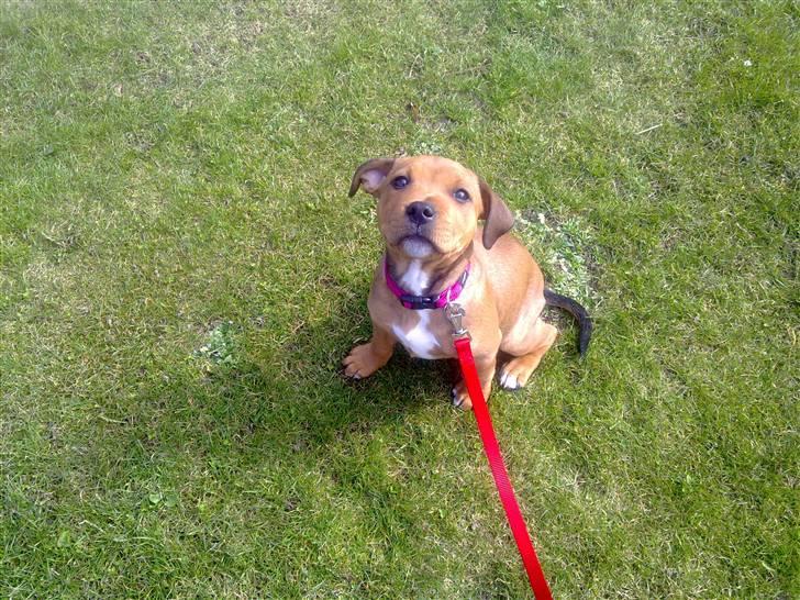 Staffordshire bull terrier Shady  - Jeg gider ikke gå mere ! billede 7